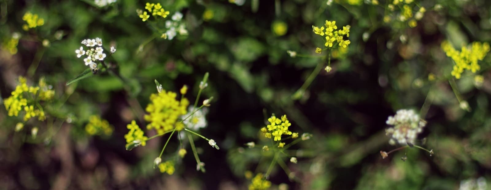 header_image